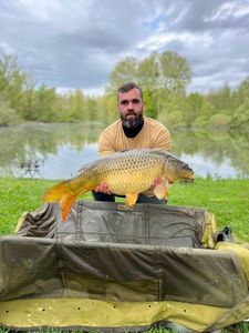 Common Carp