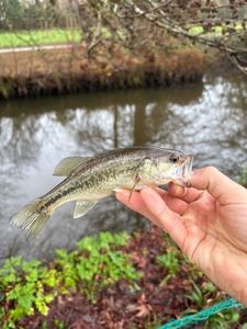 Smallmouth Bass