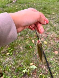 Roach