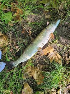 Northern Pike