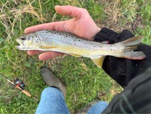 Brown Trout