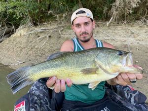 Largemouth Bass