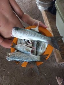 Golden grey mullet