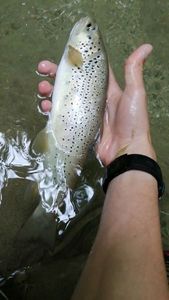 Brown Trout