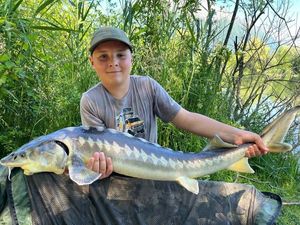 Sturgeon