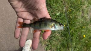 European Perch