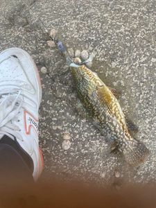 Ballan Wrasse