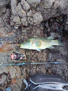 Ballan Wrasse