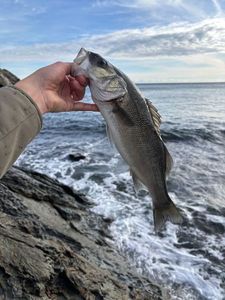European Bass (Seabass)