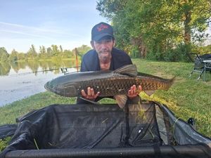 Grass Carp