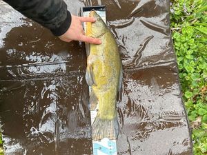 Tench