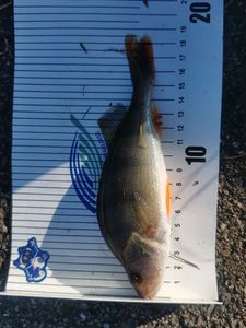 European Perch
