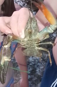 White-Clawed Crayfish