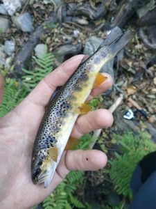 Brown Trout
