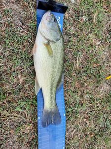 Largemouth Bass