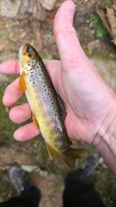 Brown Trout
