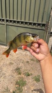 European Perch