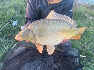 Mirror Carp