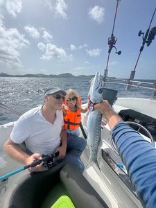 Great Barracuda