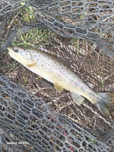 Brown Trout