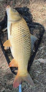 Common Carp