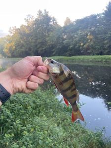 European Perch