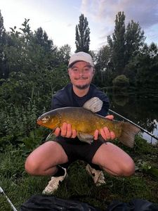 Tench