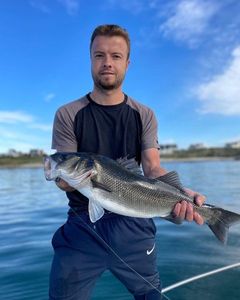 European Bass (Seabass)