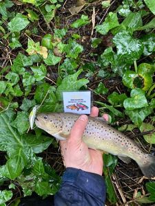 Brown Trout