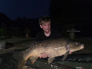 Common Carp