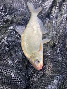 Common Bream
