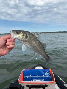European Bass (Seabass)