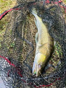 Zander