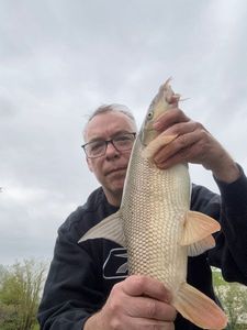 Barbel
