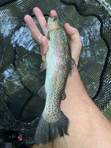Rainbow Trout