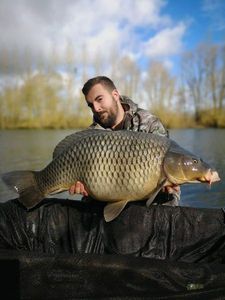 Common Carp
