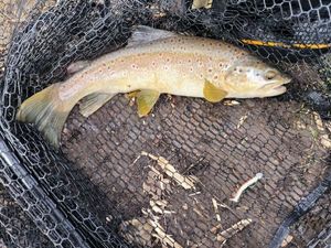 Brown Trout