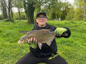 Common Bream