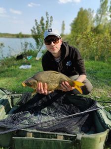 Common Carp