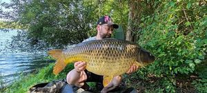 Common Carp
