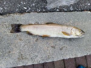Brown Trout
