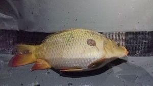 Common Carp