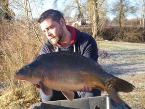 Mirror Carp