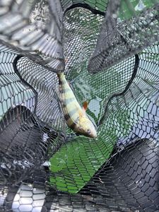Smallmouth Bass