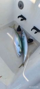 Mackerel
