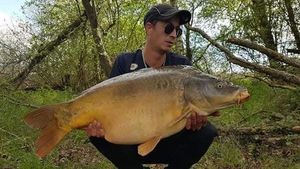 Mirror Carp