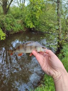 European Perch