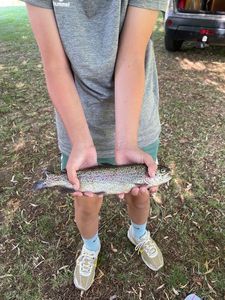 Rainbow Trout