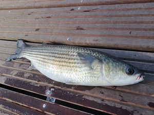 Thicklip Grey Mullet