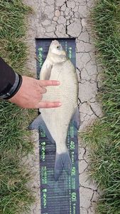 Common Bream